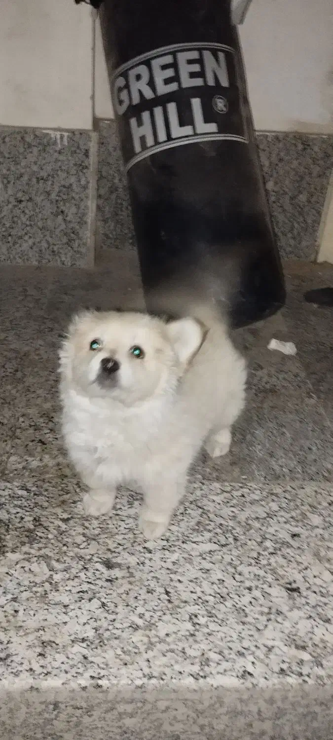 سگ پامرین|سگ|اصفهان, شهرک ولیعصر|دیوار