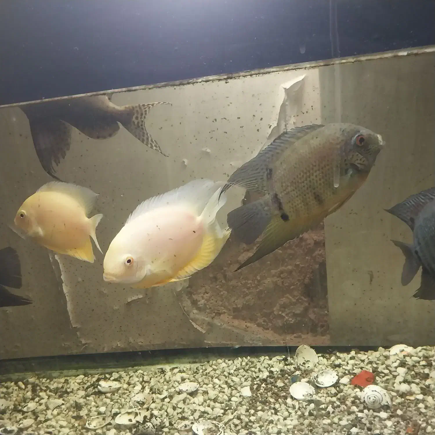 کت وارونه|ماهی|پاکدشت, خاتون آباد|دیوار