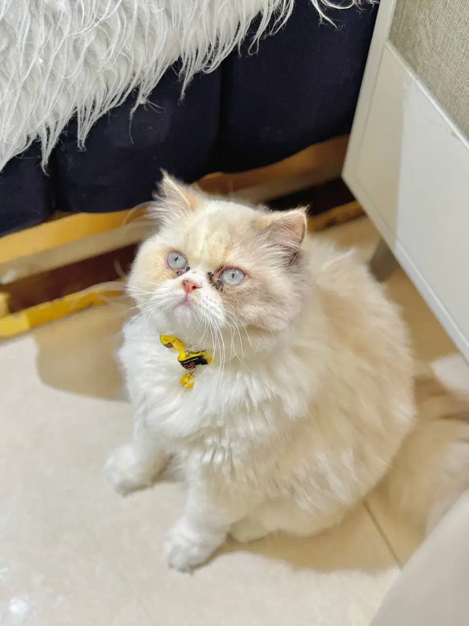 فروش گربه نژاددار خوشگل و اصیل|گربه|کیش, |دیوار