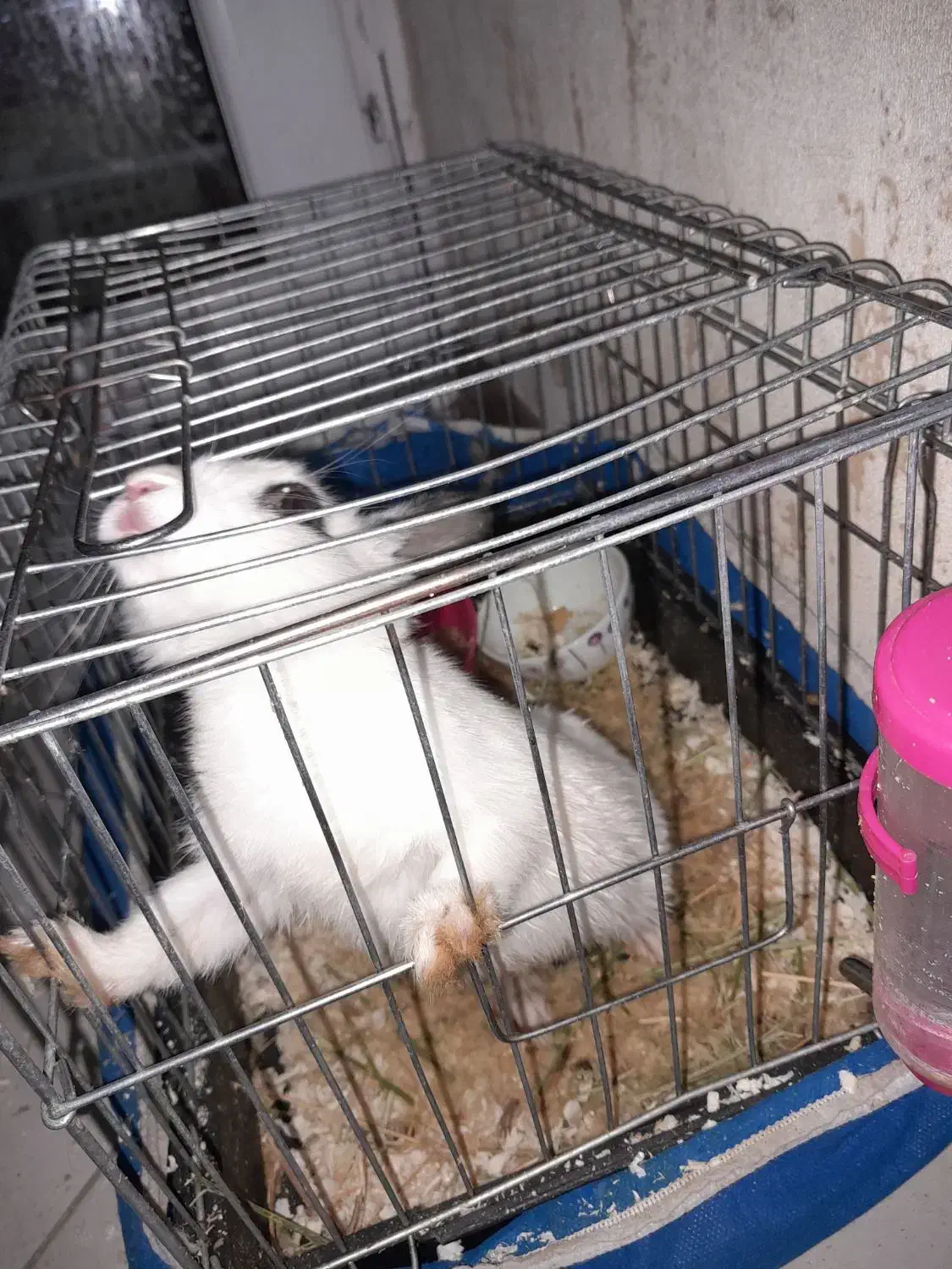 خرگوش چشم اشکی نصف قیمت|موش و خرگوش|تهران, استخر|دیوار