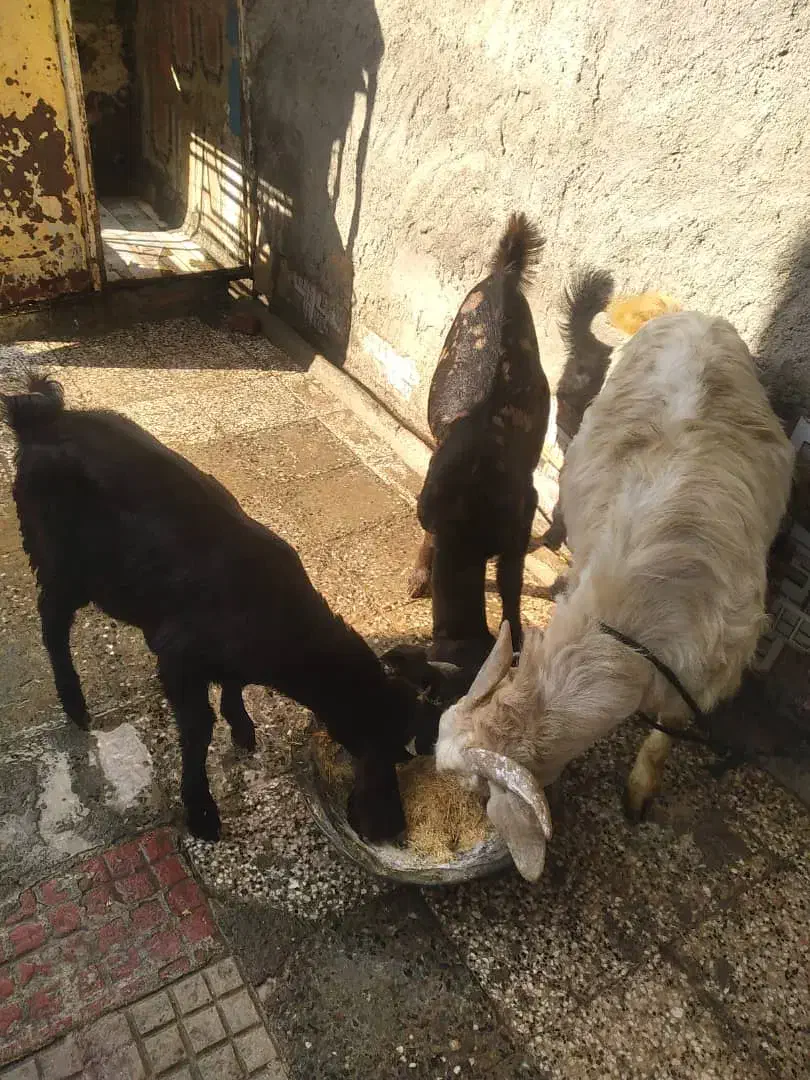 گوسفند فروشی|حیوانات مزرعه|زاهدان, |دیوار