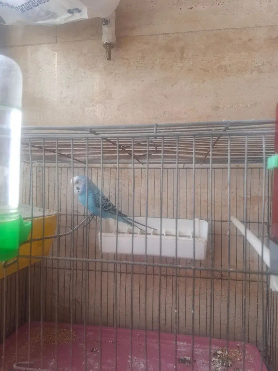 فروش مرغ عشق|پرنده|اندیشه, اندیشه فاز ۱|دیوار