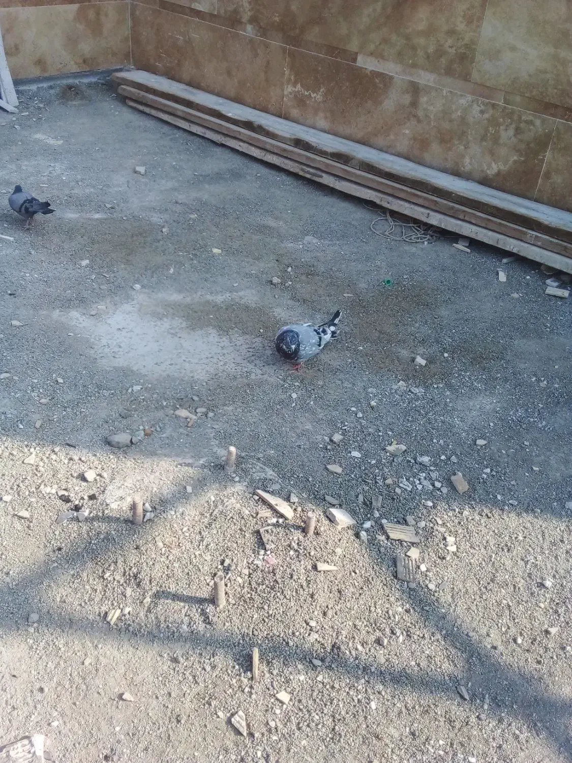 یک عدد کفتر سبز سرور|پرنده|چهارباغ, |دیوار