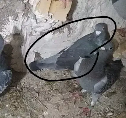 کبوتر گمشده|پرنده|گالیکش, |دیوار