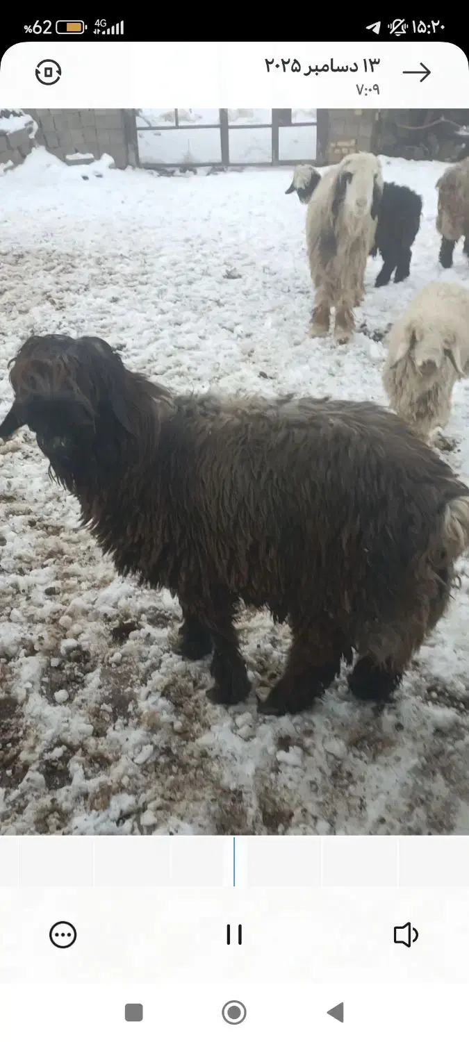 (فورش فوری)۴ راس قوچ و بره تخمی|حیوانات مزرعه|ناغان, |دیوار