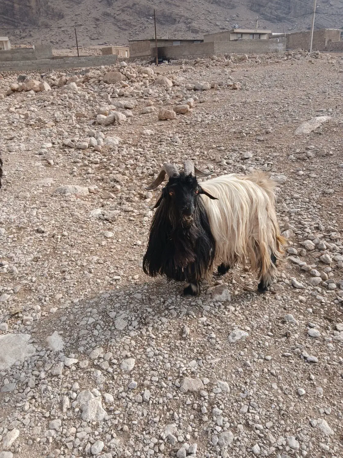 یک راس بعده تخمی ب فروش میرسد|حیوانات مزرعه|ایذه, |دیوار