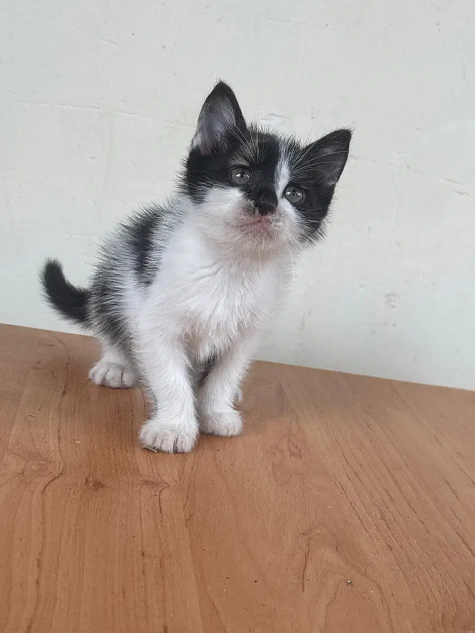 واگذاری فوری گربه|گربه|رشت, معلم|دیوار