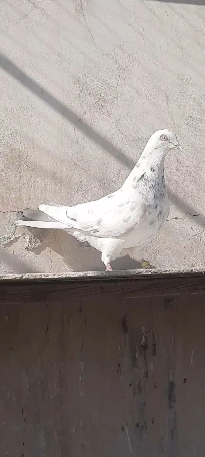 کفتر گرفتنی|پرنده|ری, دولت‌آباد|دیوار