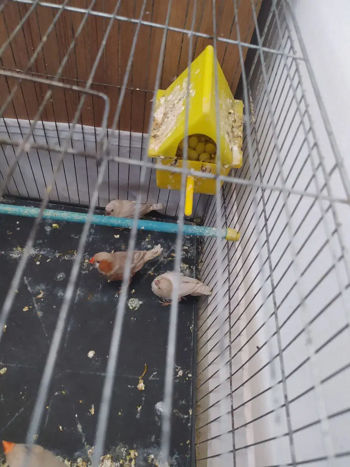 جفت فنچ اورنج با ستا جوجه|پرنده|اندیمشک, |دیوار