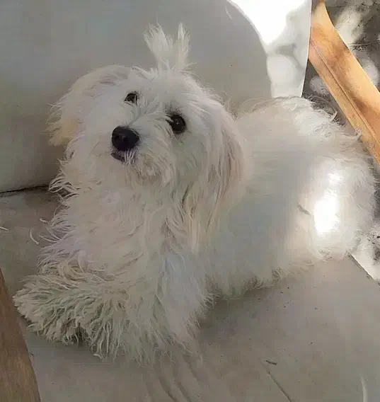 سگ پا کوتاه شیتزو|سگ|صوفیان, |دیوار