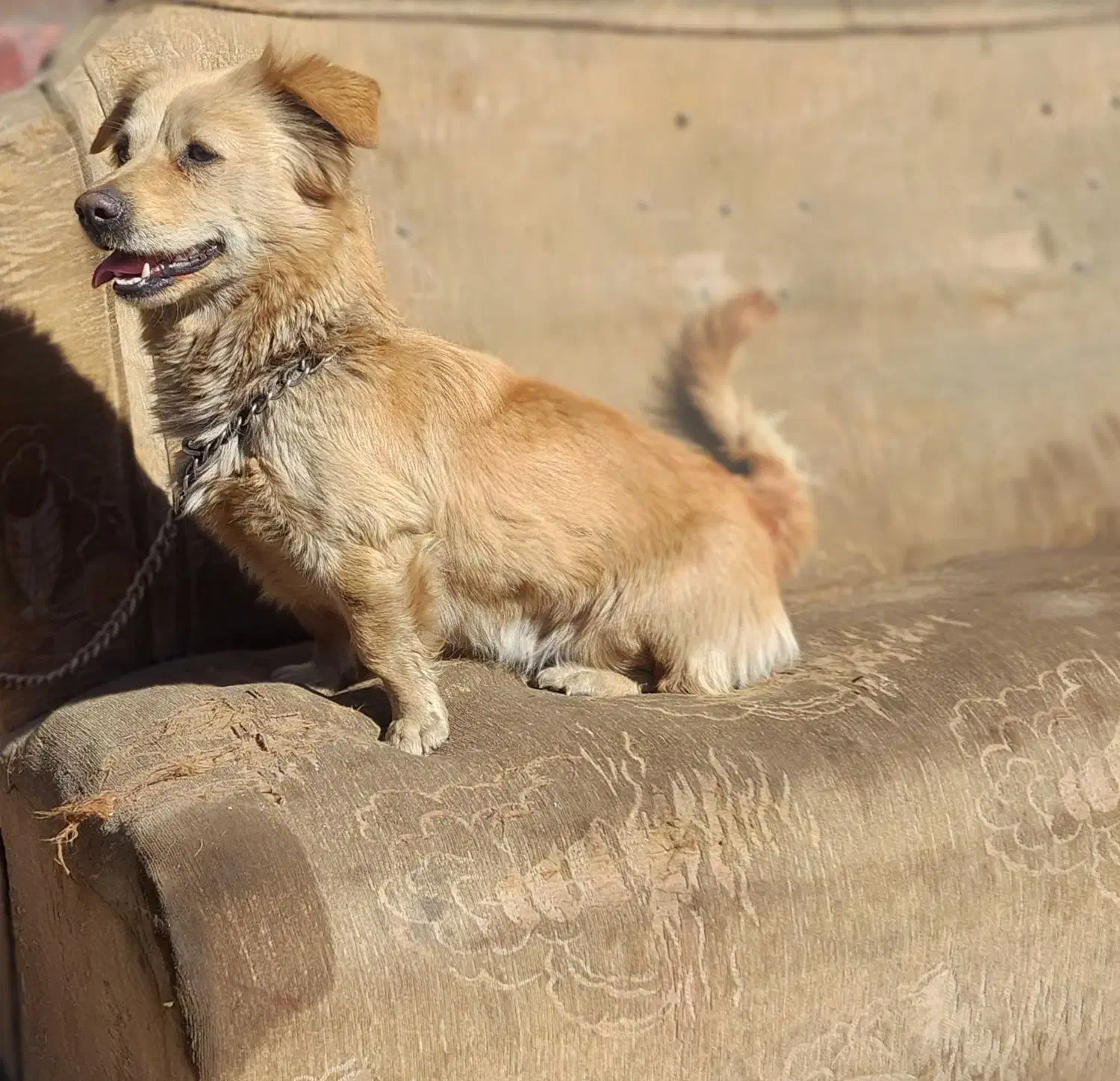 سگ اشپیتز|سگ|شاهینشهر, فردوسی|دیوار