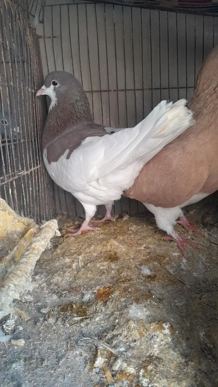 کفتر شهری|پرنده|شیراز, کوشک میدان|دیوار