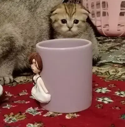 اسکاتیش فلد گلد|گربه|اصفهان, فرودگاه|دیوار