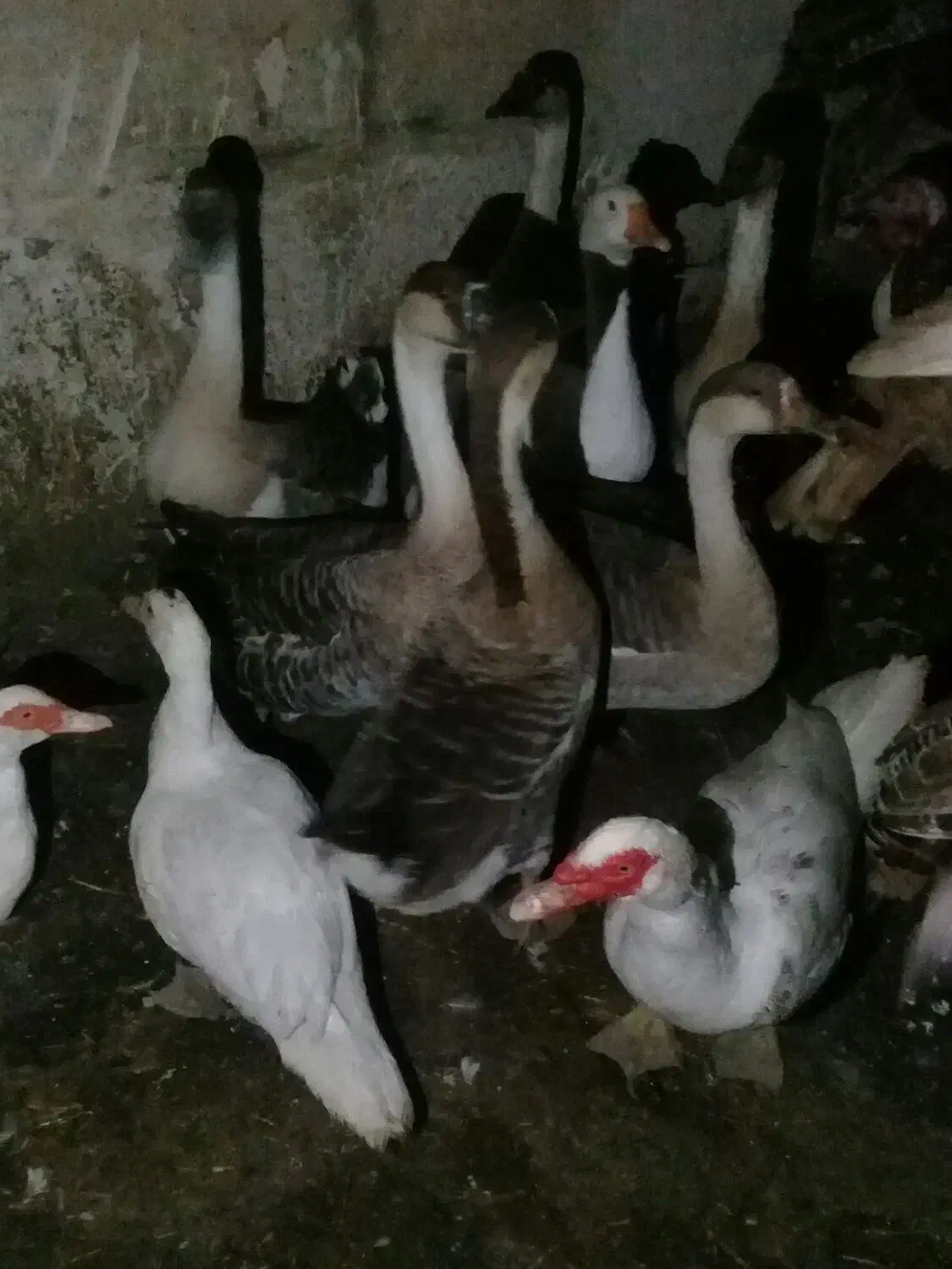 غازهای درشت هیکل|حیوانات مزرعه|اردبیل, |دیوار