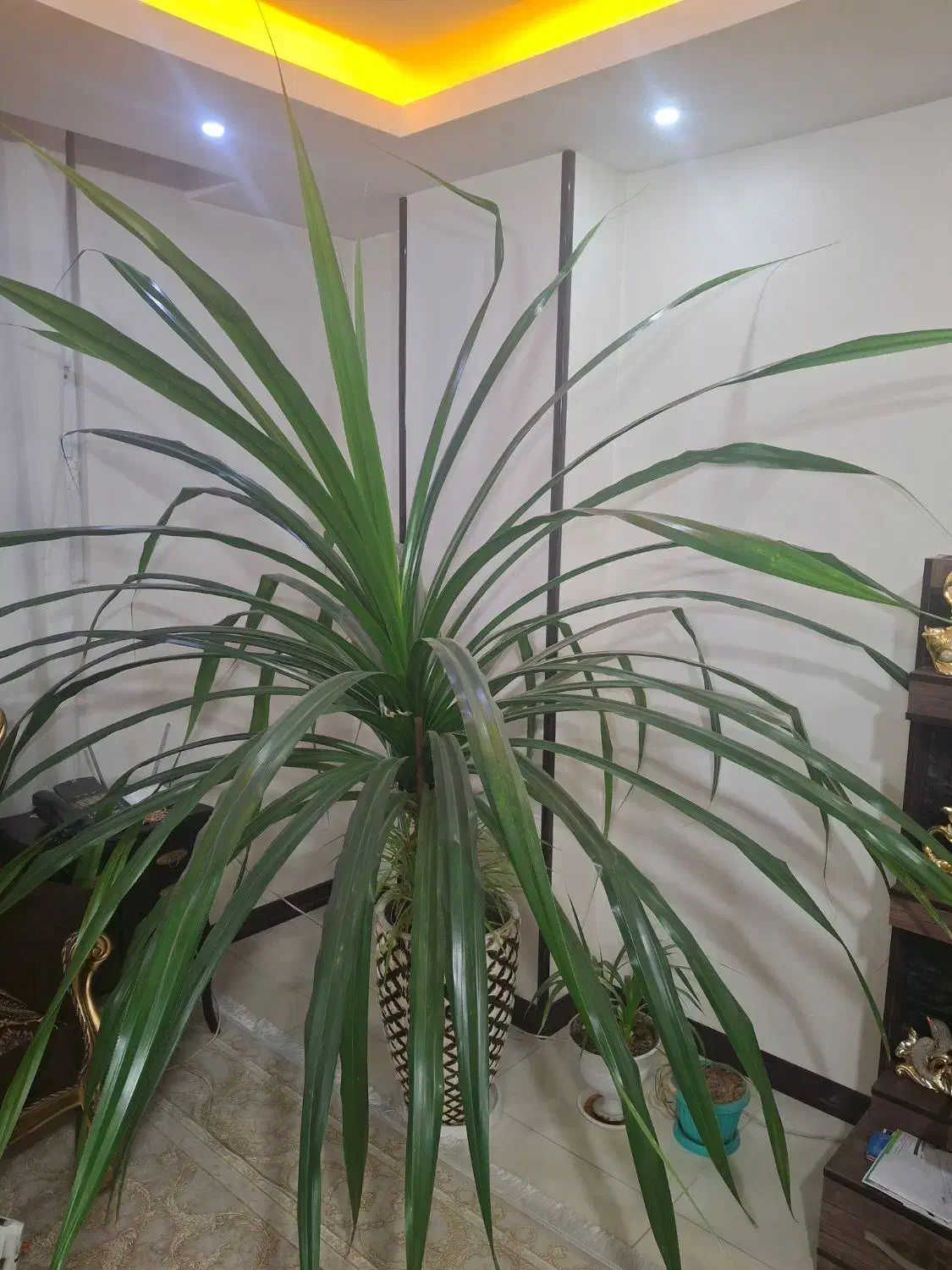 گل پاندانوس بزرگ|گل و گیاه طبیعی|شاهین‌شهر, خانه کارگر|دیوار