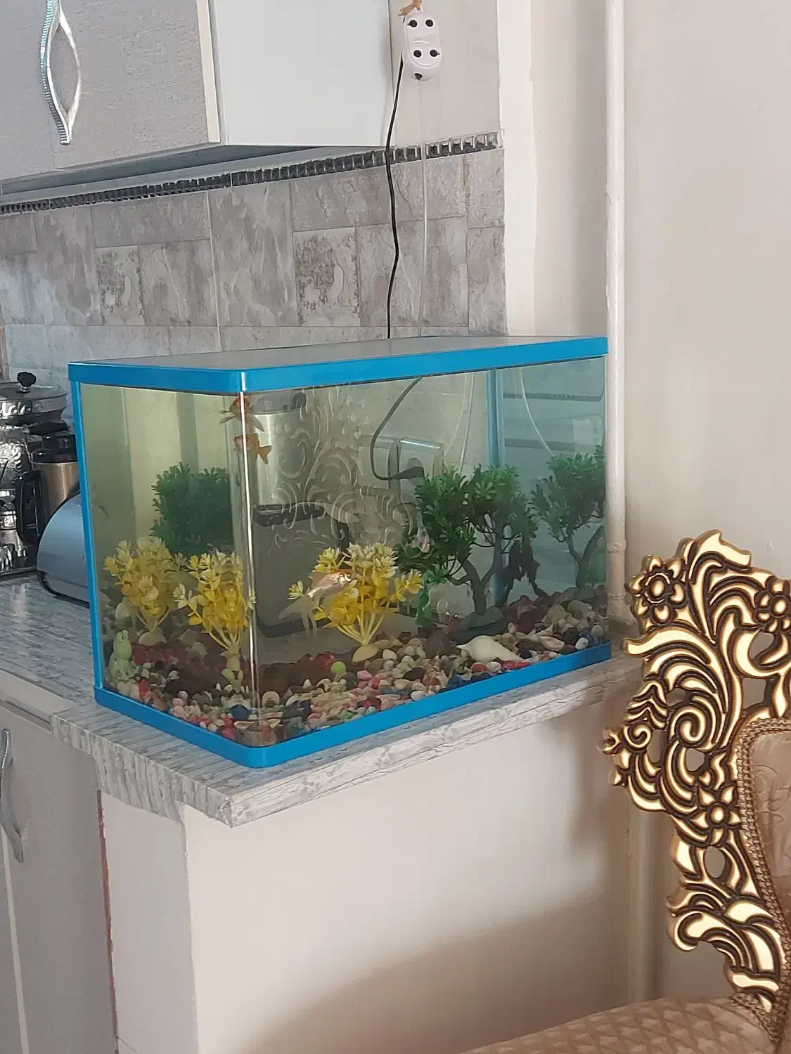 آکواریوم ماهی|ماهی|شاهدشهر, |دیوار