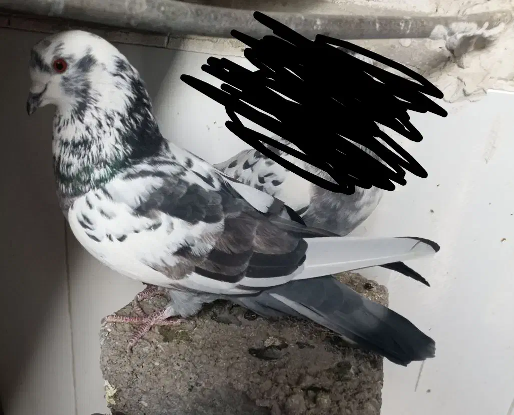 گمشده|حیوانات|خواجه, |دیوار