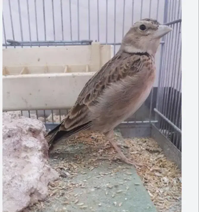 پرنده فروشی|پرنده|کاخک, |دیوار