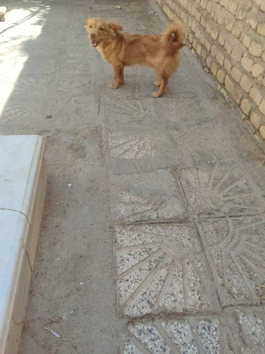 سگ نر|سگ|یزد, |دیوار