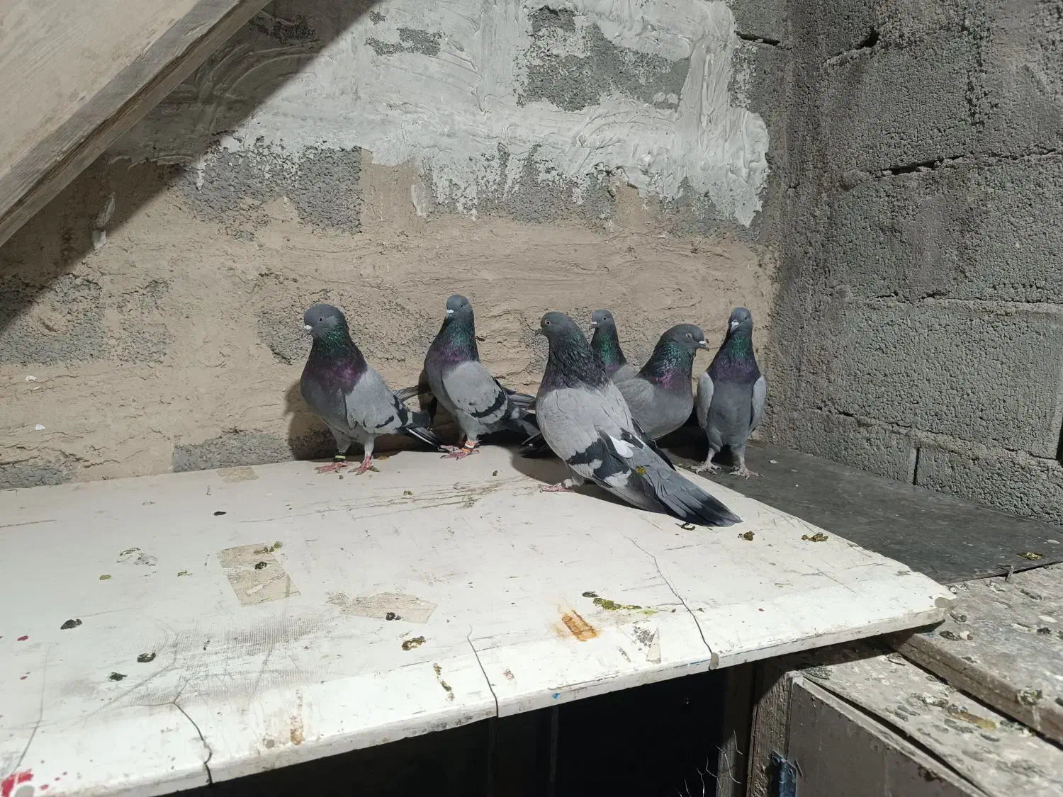 سه جفت کفتر دونسته|پرنده|لاران, |دیوار