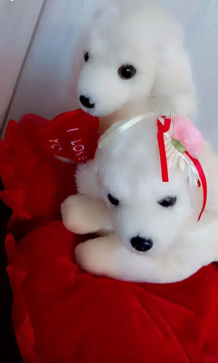 عروسک برای وَلِنتاین(سایز عروسک بزرگ است)|اسباببازی|فردیس, قریشی|دیوار