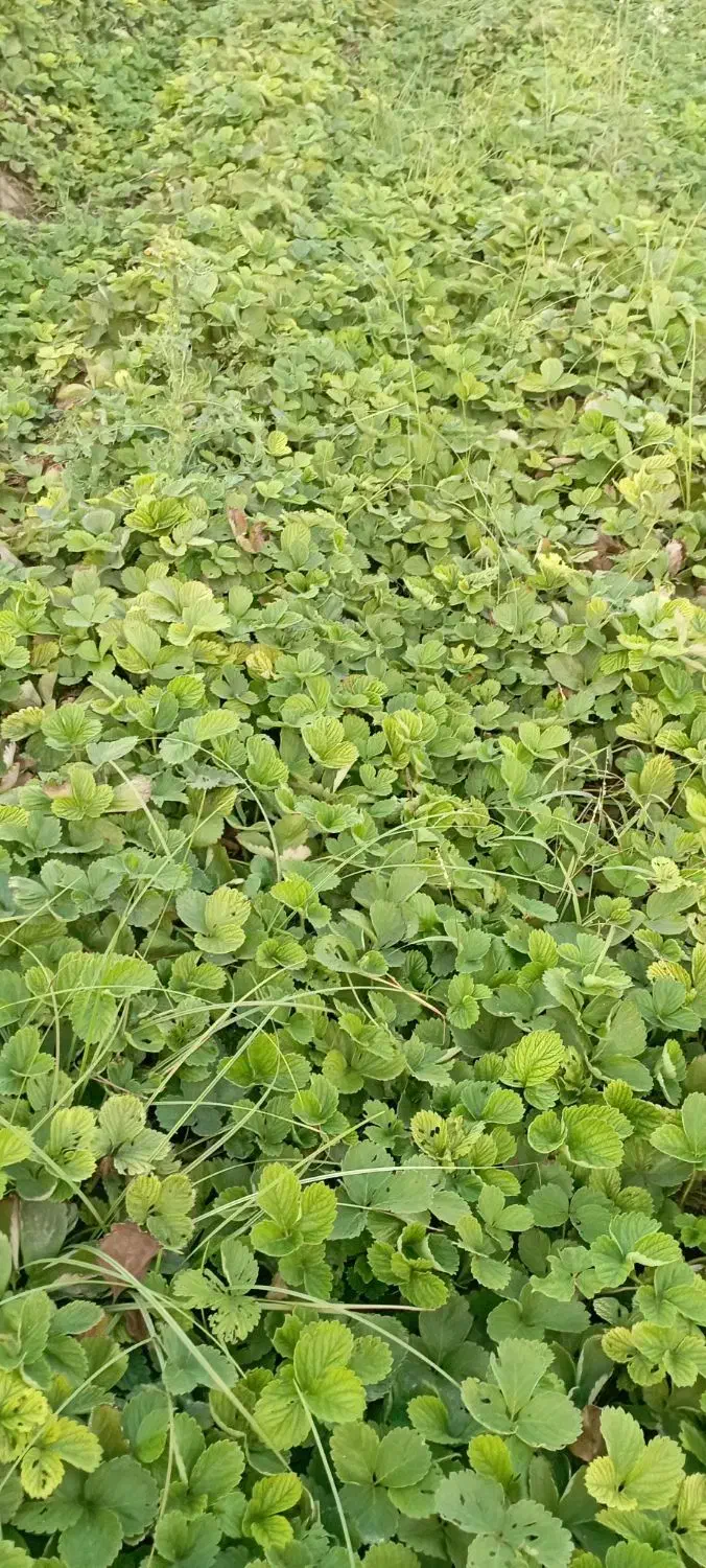 نهال توت فرنگی کاماروس پابلند|خدمات باغبانی و درختکاری|خان ببین, |دیوار