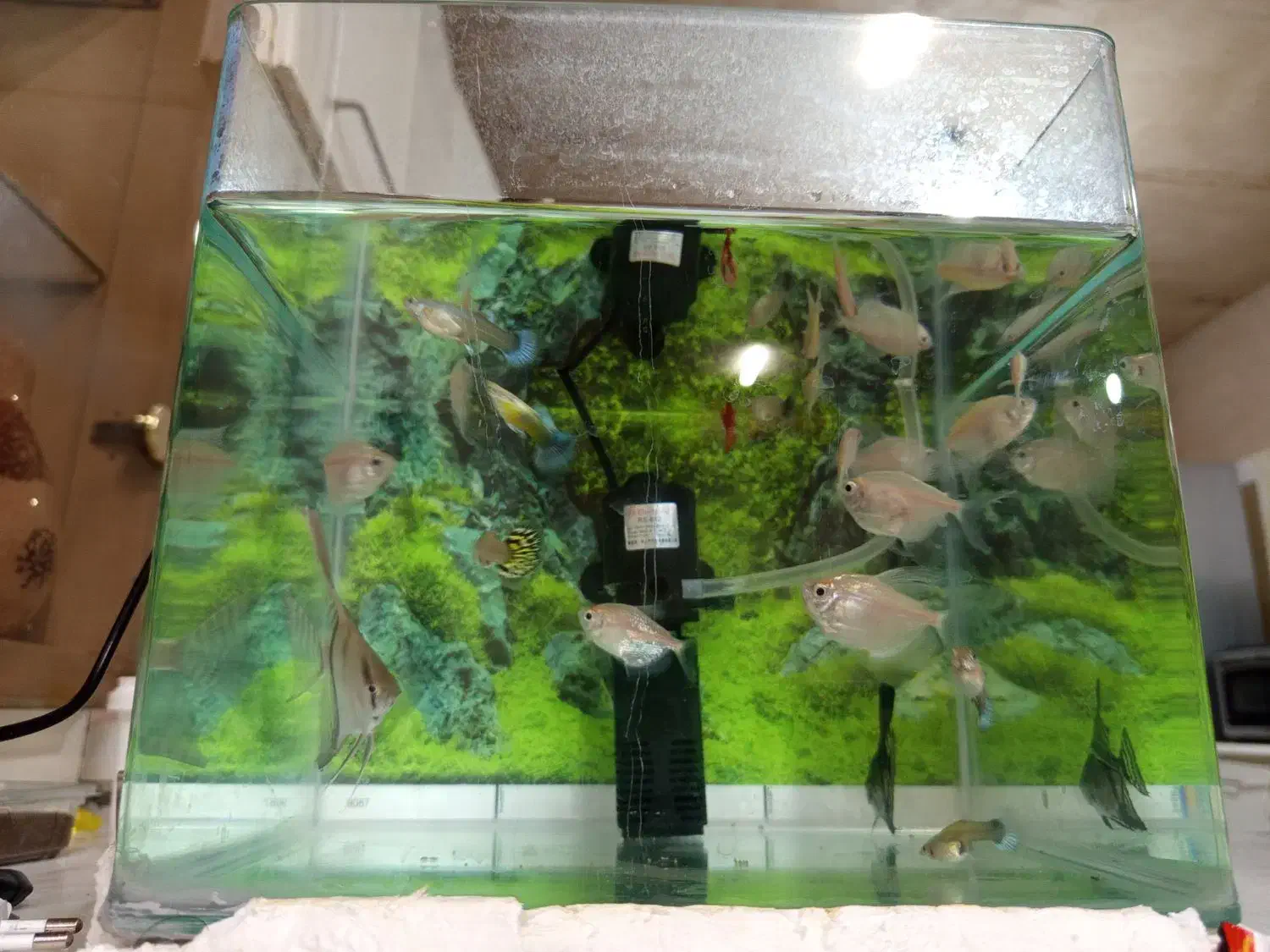 ماهی واکواریم|ماهی|تربت جام, معدآباد|دیوار