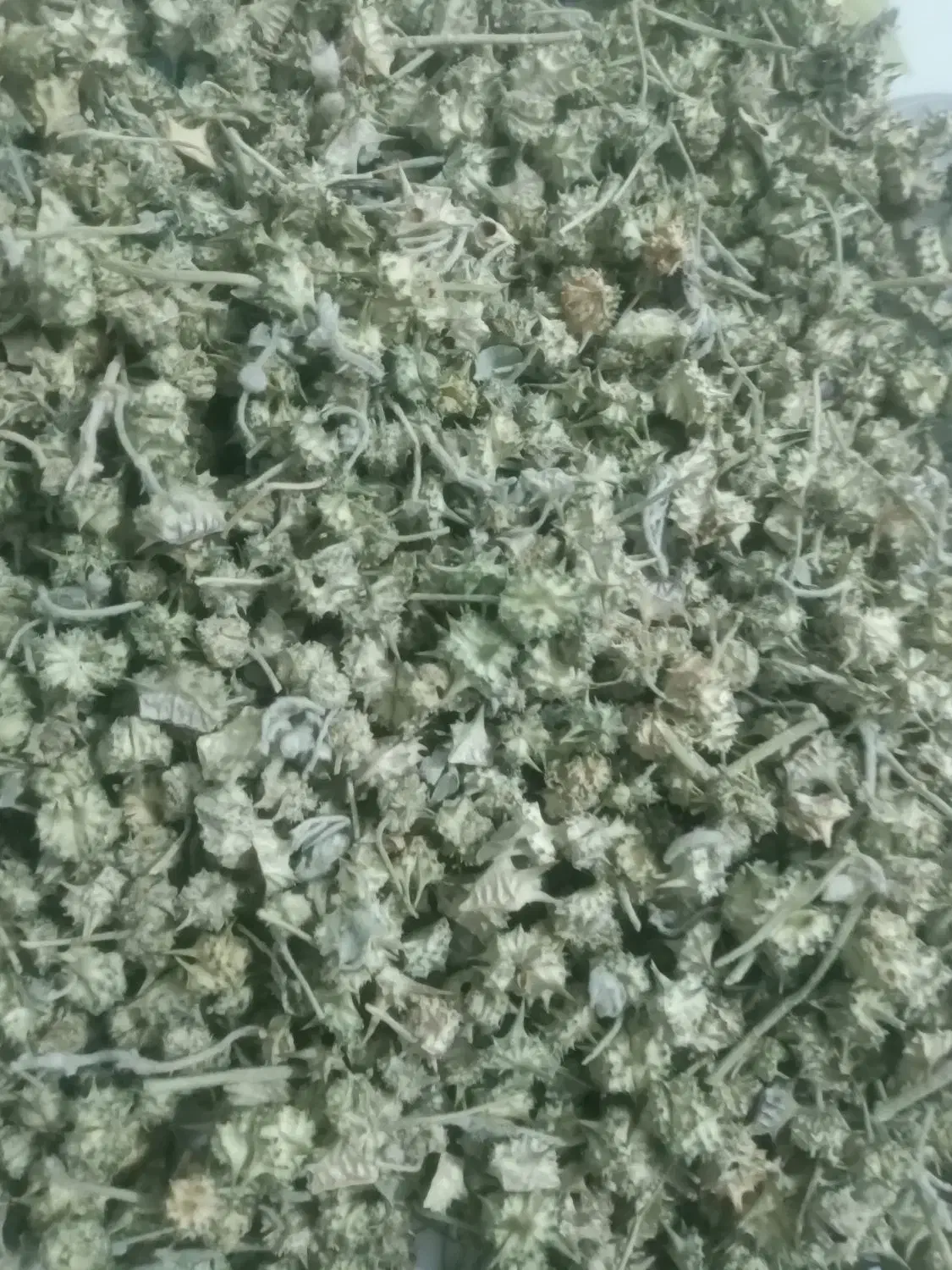 خار خاسک|آرایشی، بهداشتی، درمانی|میان جلگه, |دیوار