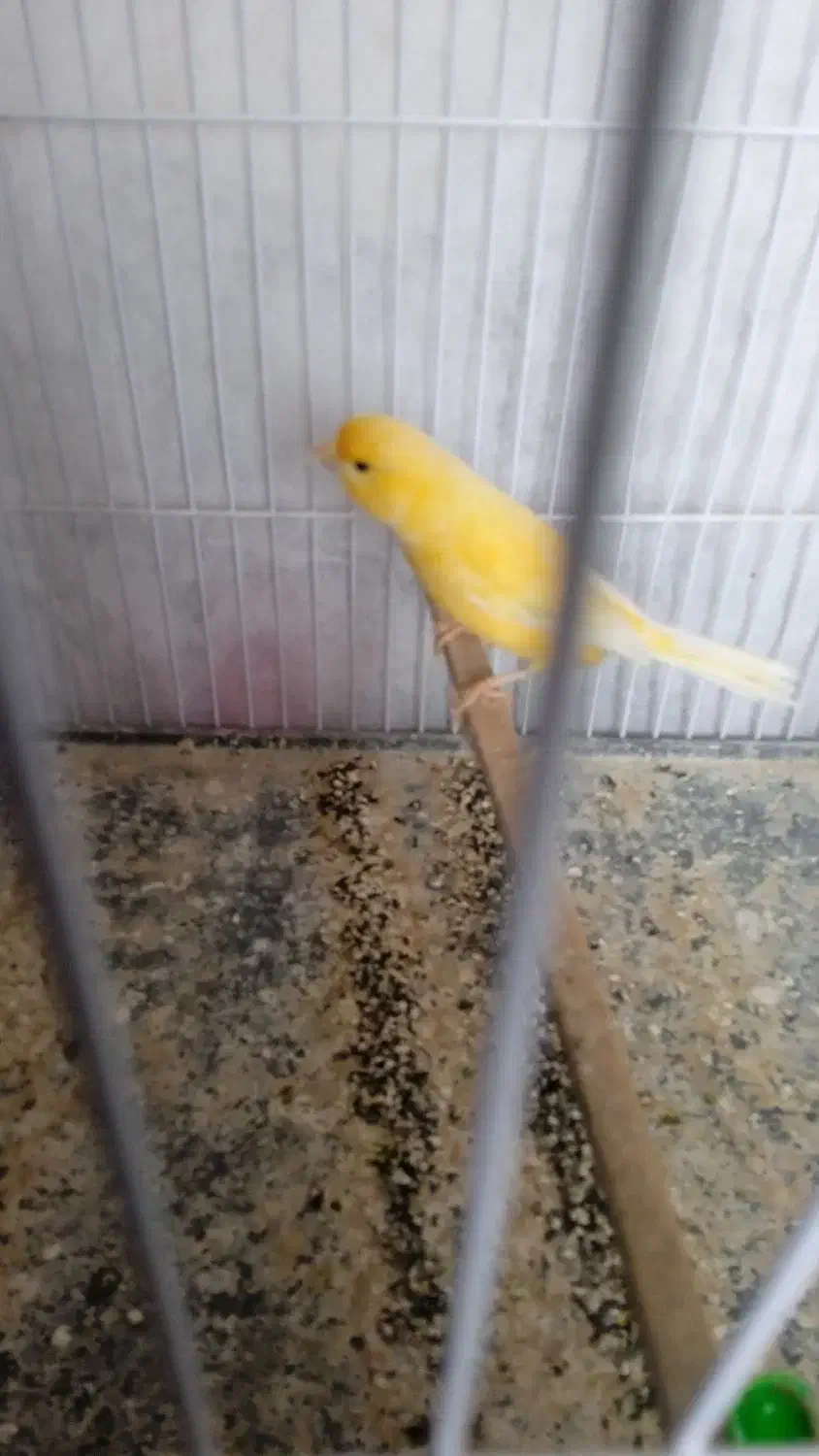 یک قناری ماده|پرنده|اردبیل, |دیوار