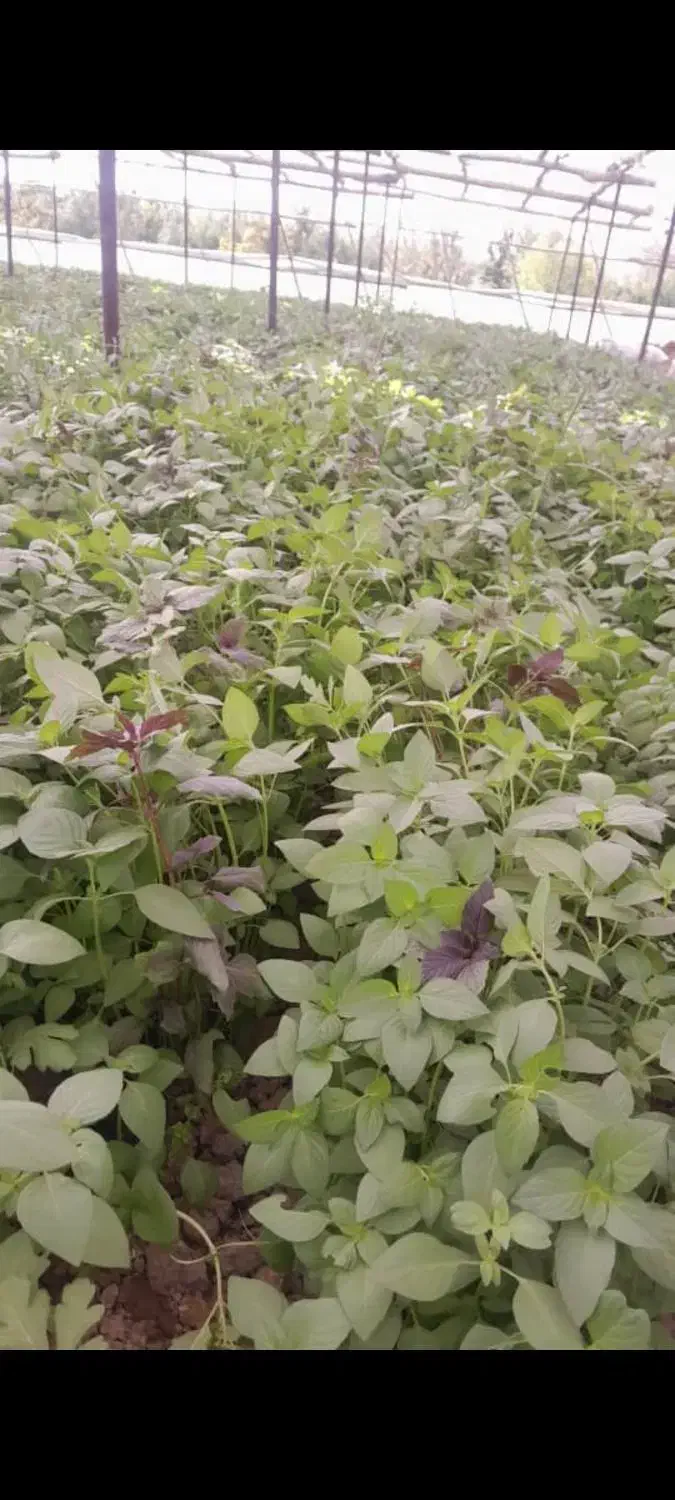 ریحون گلخونه ای|خوردنی و آشامیدنی|اصفهان, اطشاران|دیوار