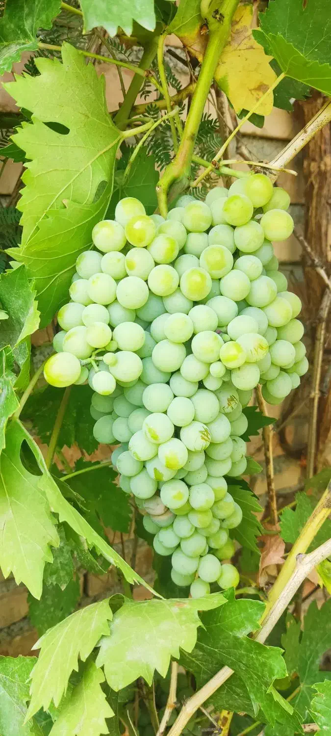 ویلا خونه باغ زیتون طارم.|فروش خانه و ویلا|طارم, |دیوار