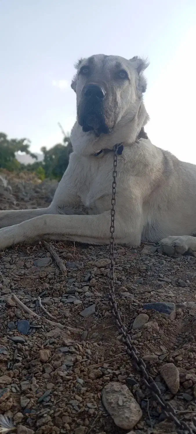 سگ سرابی|سگ|خنداب, |دیوار