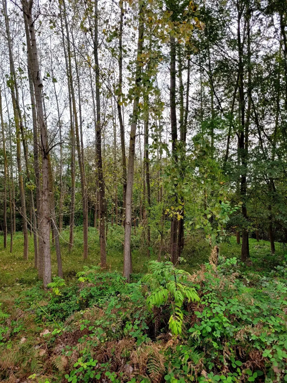 فروش چوب صنوبر|خدمات باغبانی و درختکاری|فومن, |دیوار