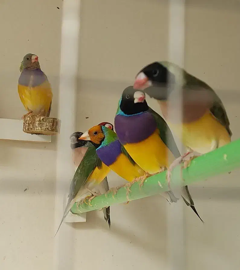 جوجه گلدین سهره قناری کوتوله عروس هلندی طوطی|پرنده|اصفهان, رحیمآباد|دیوار