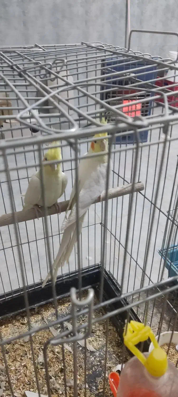 عروس هلندی مولد با دوتا جوجه بزرگ|پرنده|نورآباد, |دیوار