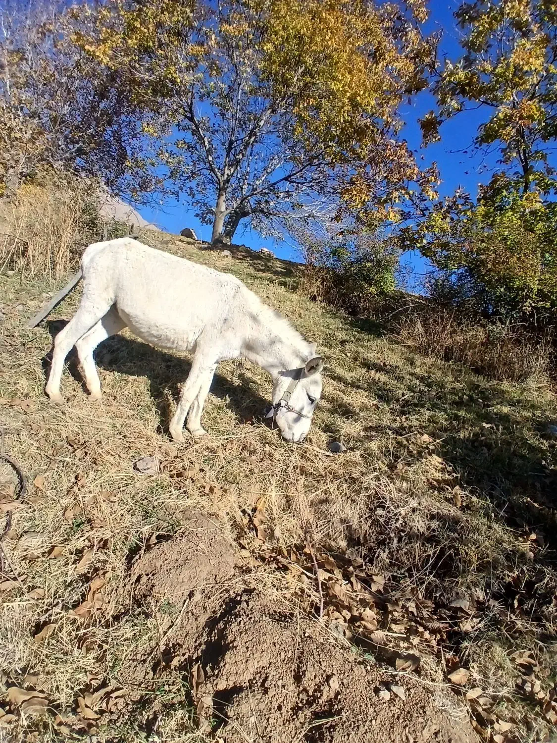 ۲خرجوان‌هردوعددسواری‌۲‌و۳ساله|حیوانات مزرعه|بروجرد, |دیوار