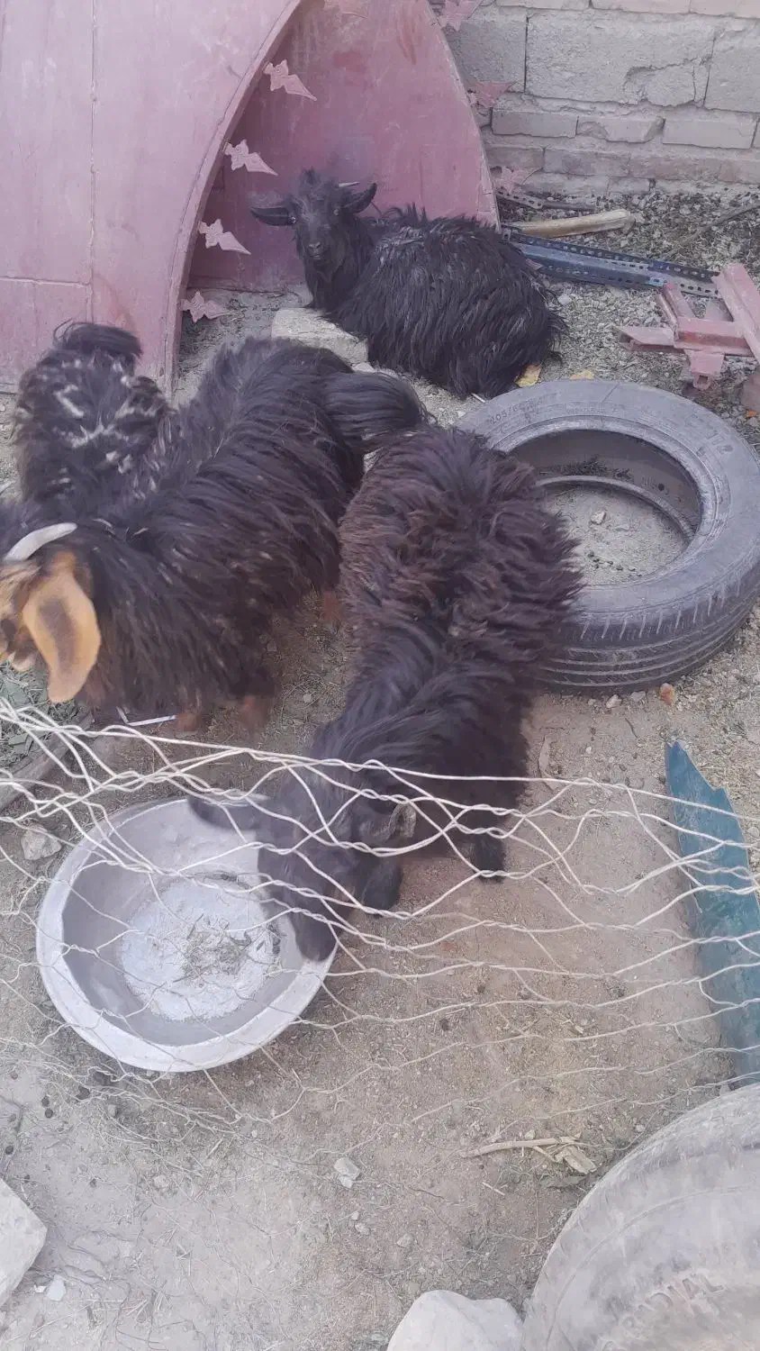 الکی مزاحم نشید|حیوانات مزرعه|سراوان, |دیوار