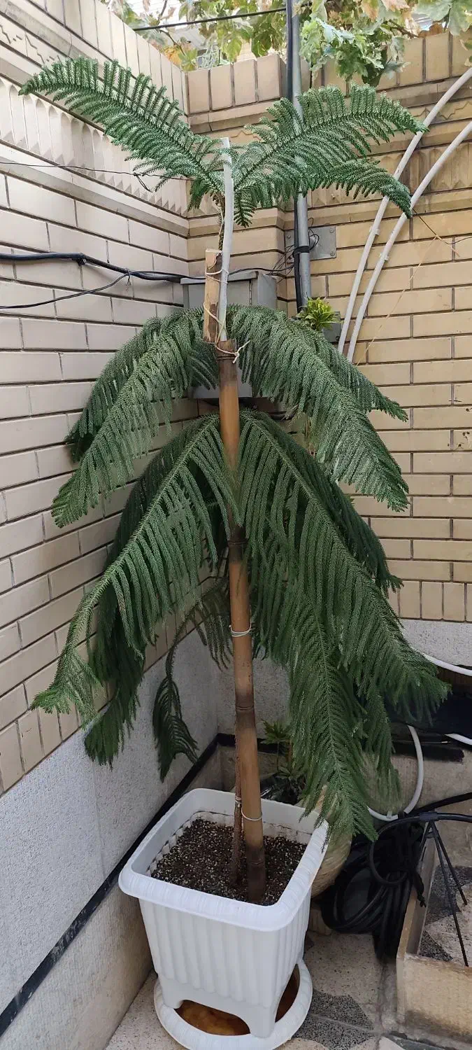 کاج مطبق ۳متری شاداب|گل و گیاه طبیعی|شیراز, کوشک میدان|دیوار