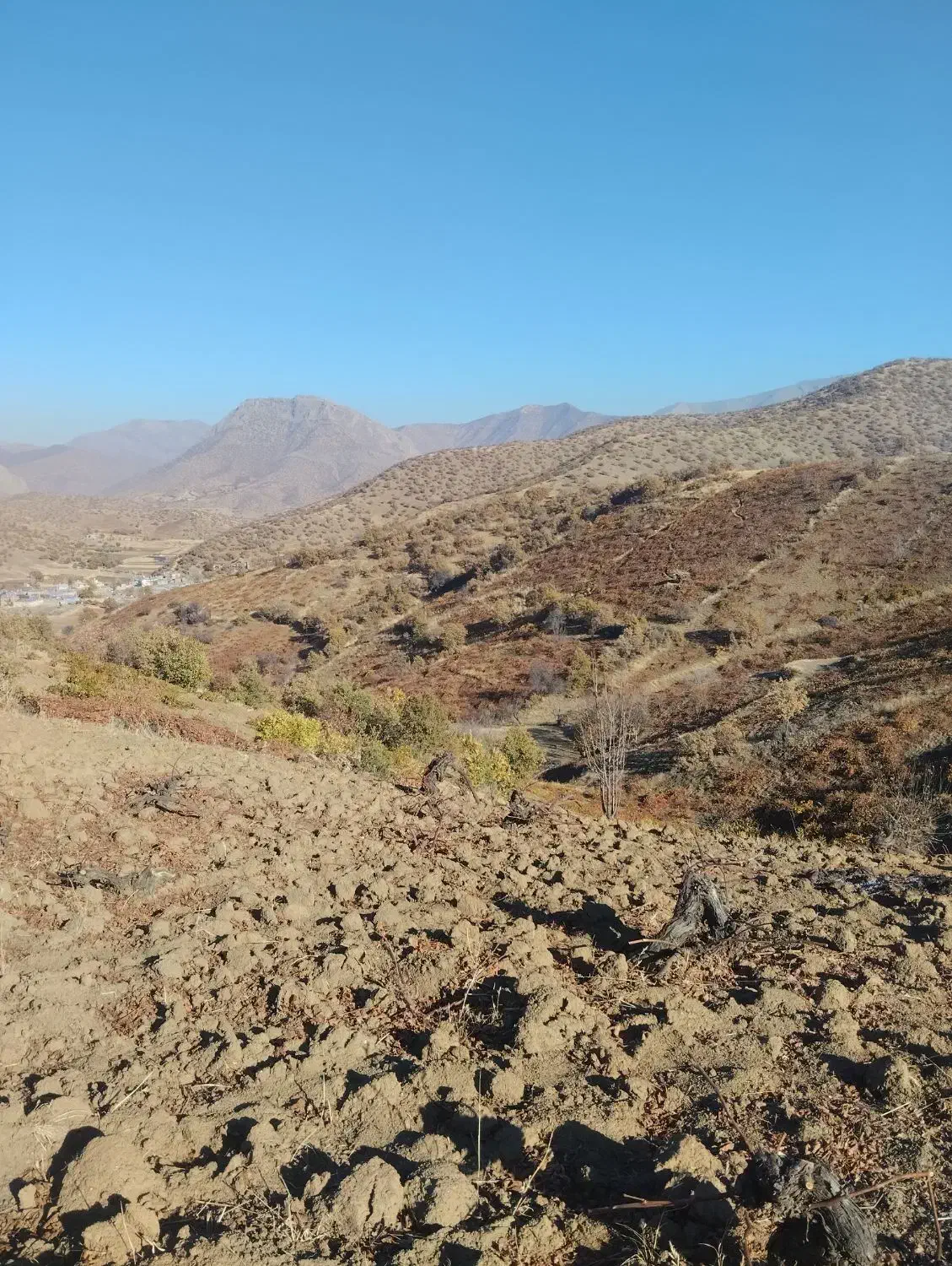 باغ انگور|فروش دفتر صنعتی، کشاورزی، تجاری|مریوان, |دیوار