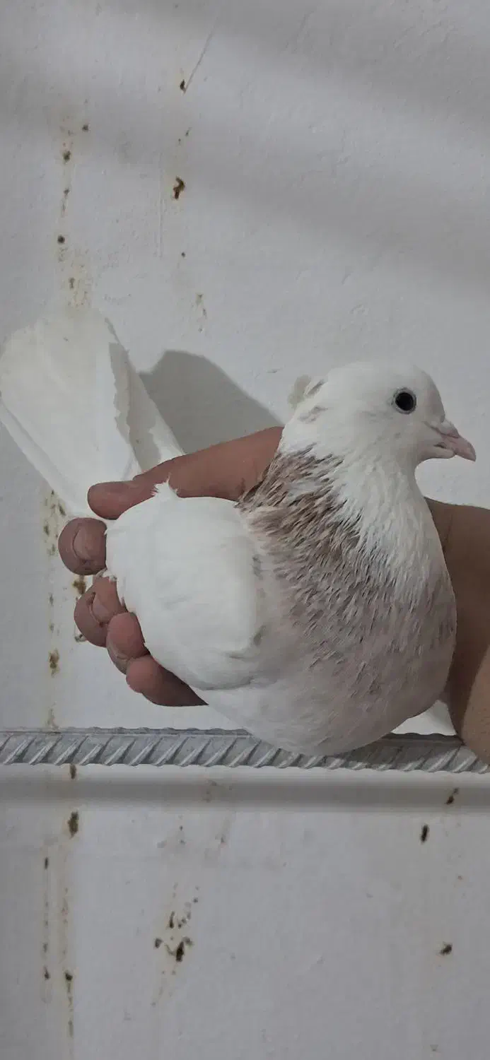 طوقی کبوتر|پرنده|مسجد سلیمان, |دیوار