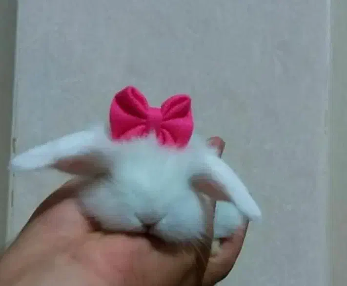 خرگوش لوپ مینیاتوری|موش و خرگوش|بروجرد, |دیوار