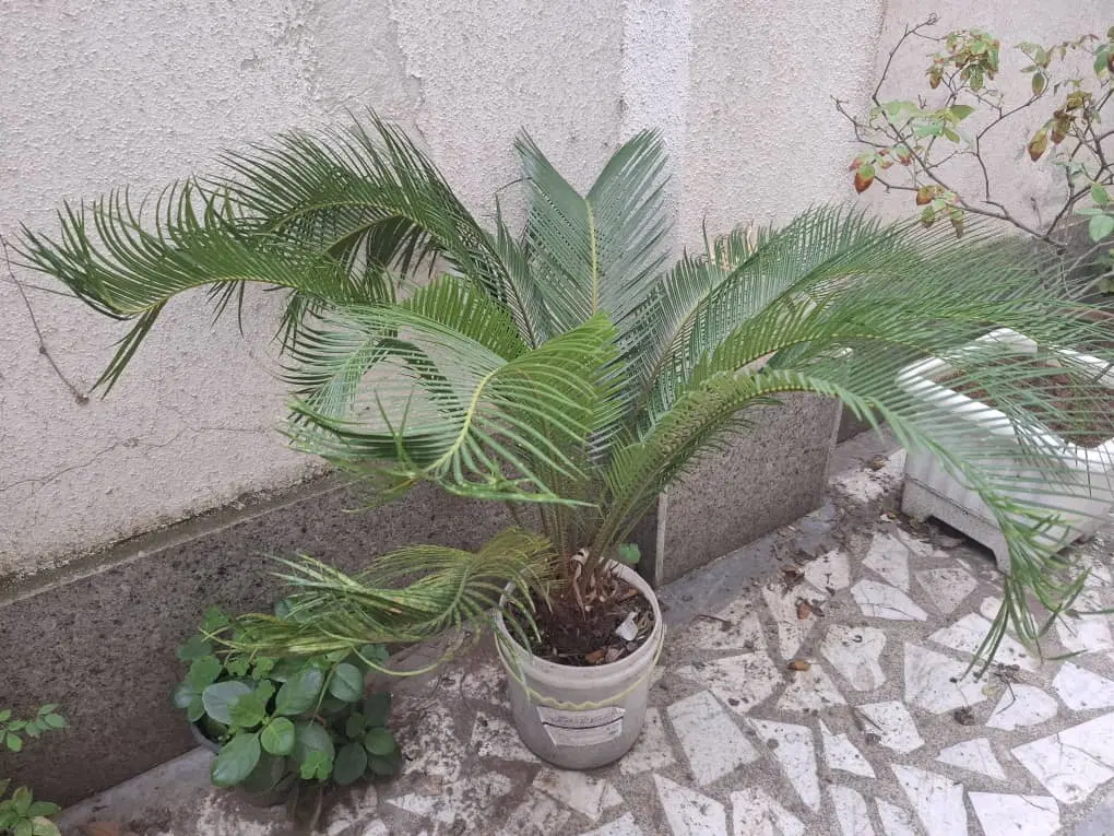 گل سیکاس|گل و گیاه طبیعی|رشت, نیکمرام|دیوار