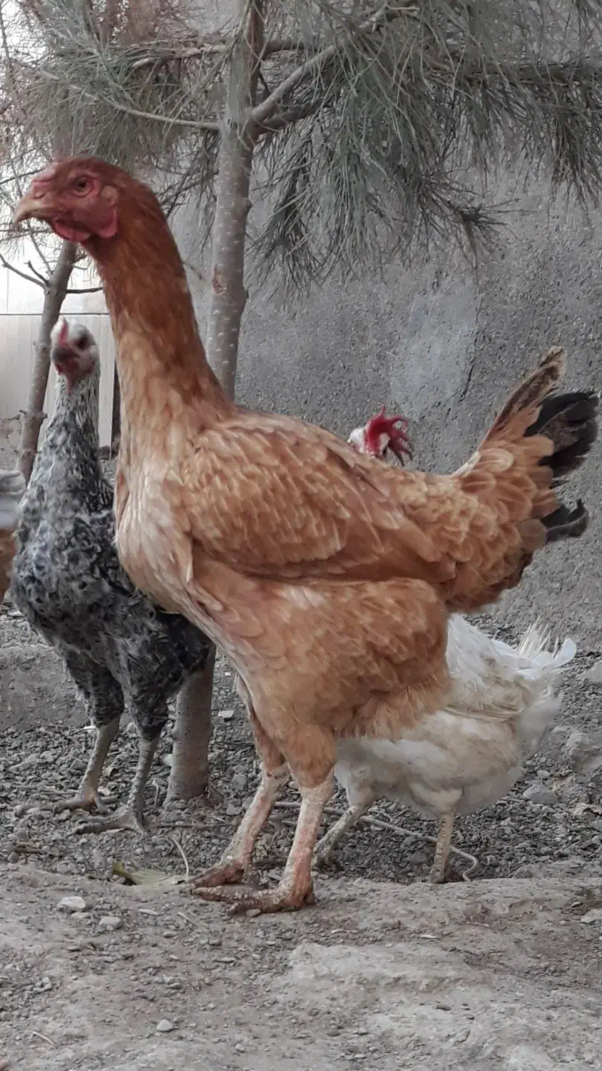 مرغ لاری معاوضه با غاز ،طاقچه، خروس|حیوانات مزرعه|مشهد, چاهشک|دیوار