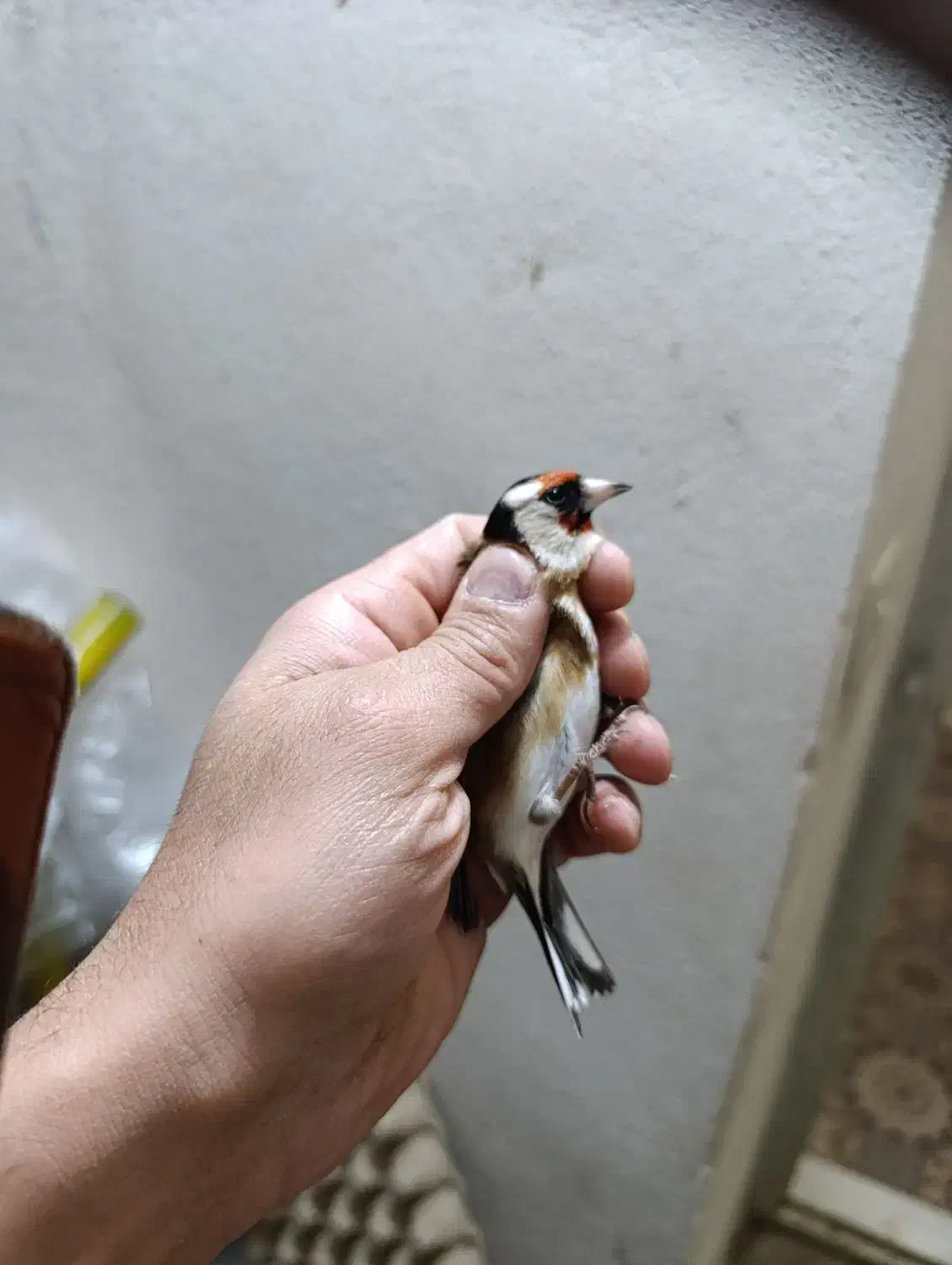 سهره تازه گیر|پرنده|بروجرد, |دیوار