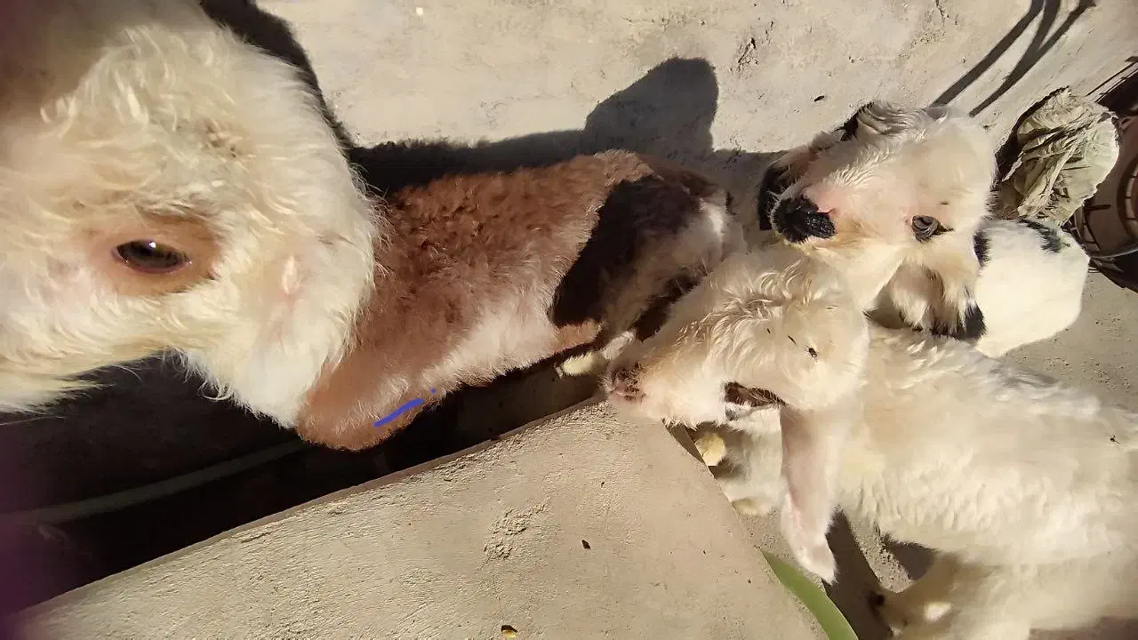 گوسفند فروشی|حیوانات مزرعه|سرپل ذهاب, |دیوار