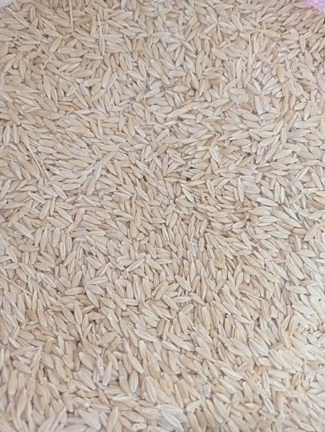 جو دیم|عمده‌فروشی|دوتپه, |دیوار