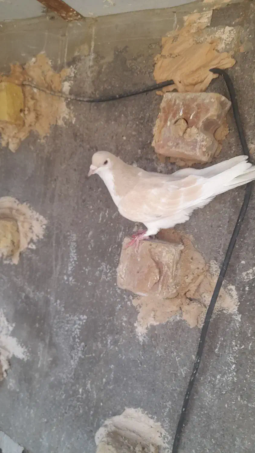 ساده|پرنده|نیشابور, مازول|دیوار