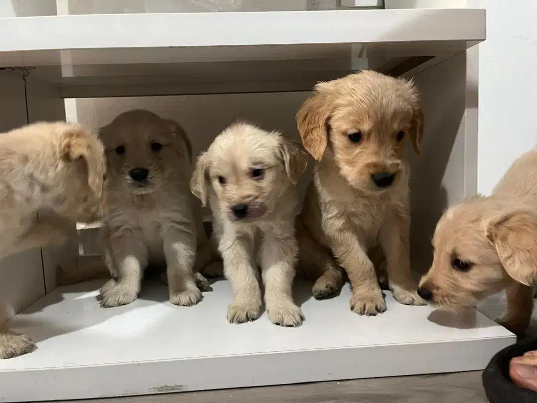 واگذاری|سگ|اهواز, پادادشهر|دیوار