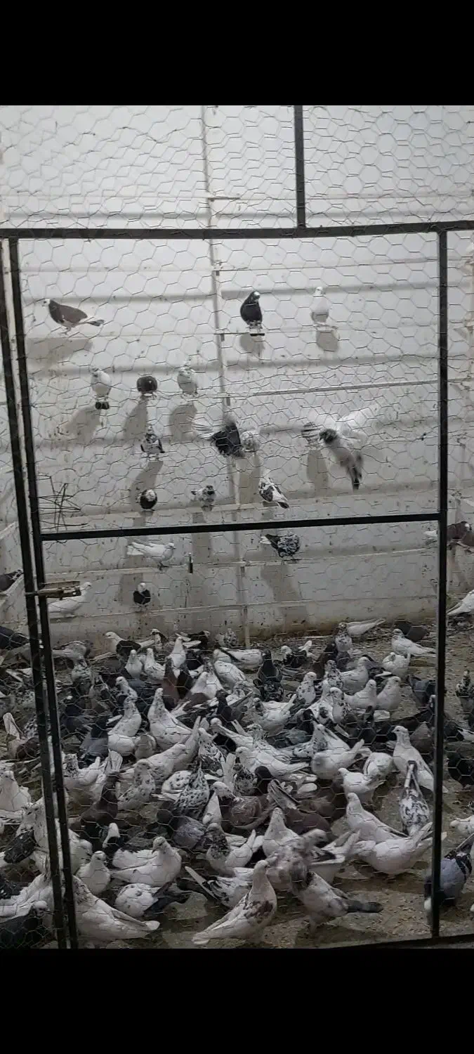 ۲۰۰تا کفتر ساعت بالا تهرانی|پرنده|نهاوند, |دیوار