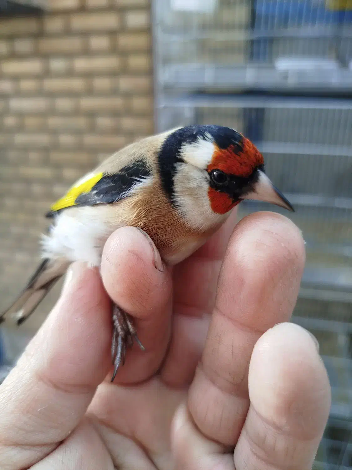 سهره تک وتعداد|پرنده|پاکدشت, پاکدشت (مامازند)|دیوار